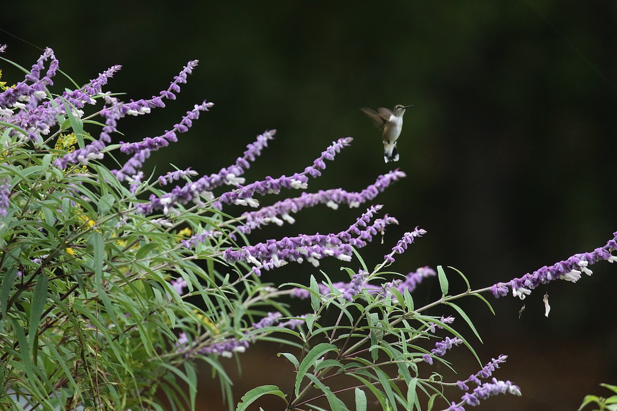 Ruby-throated Hummingbird - ML642712596