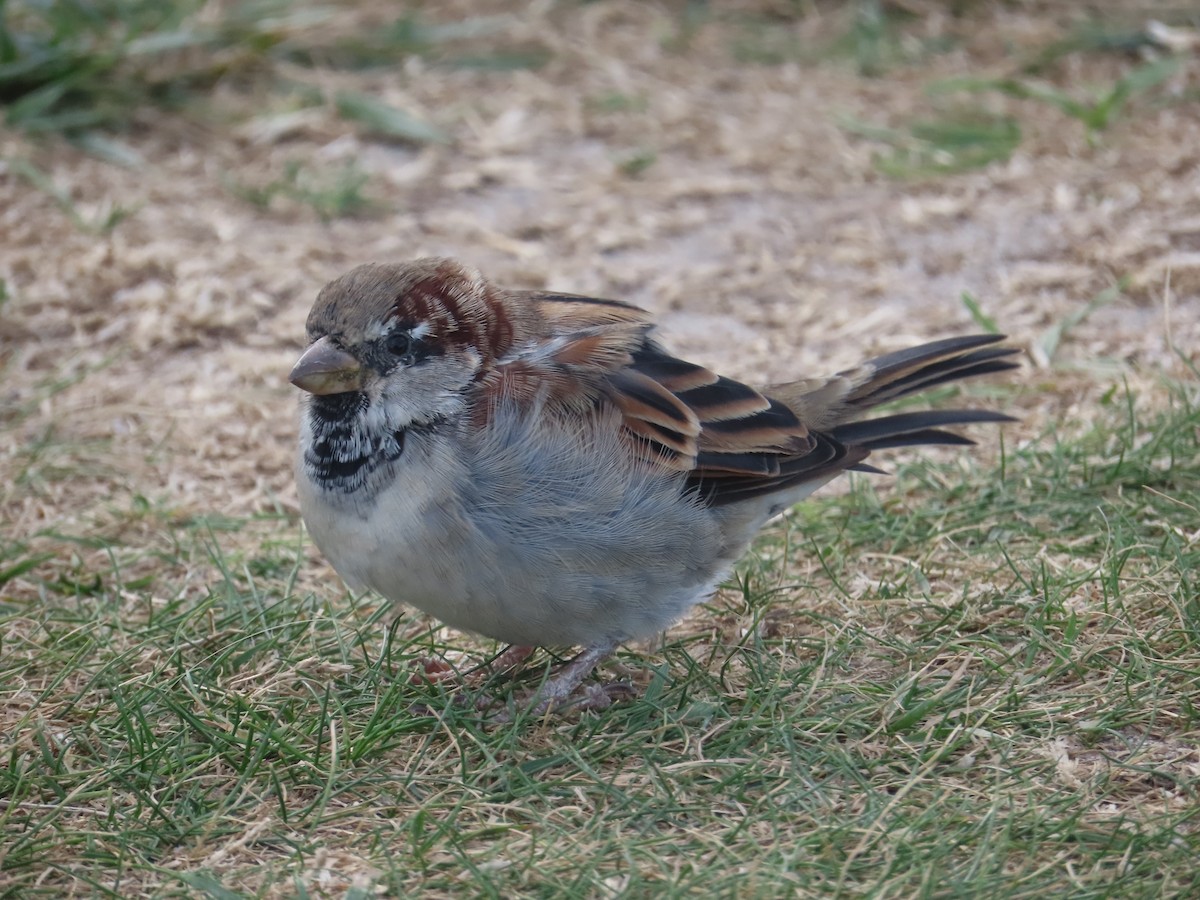 House Sparrow - ML642712598