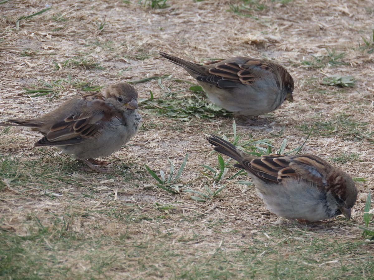 House Sparrow - ML642712599