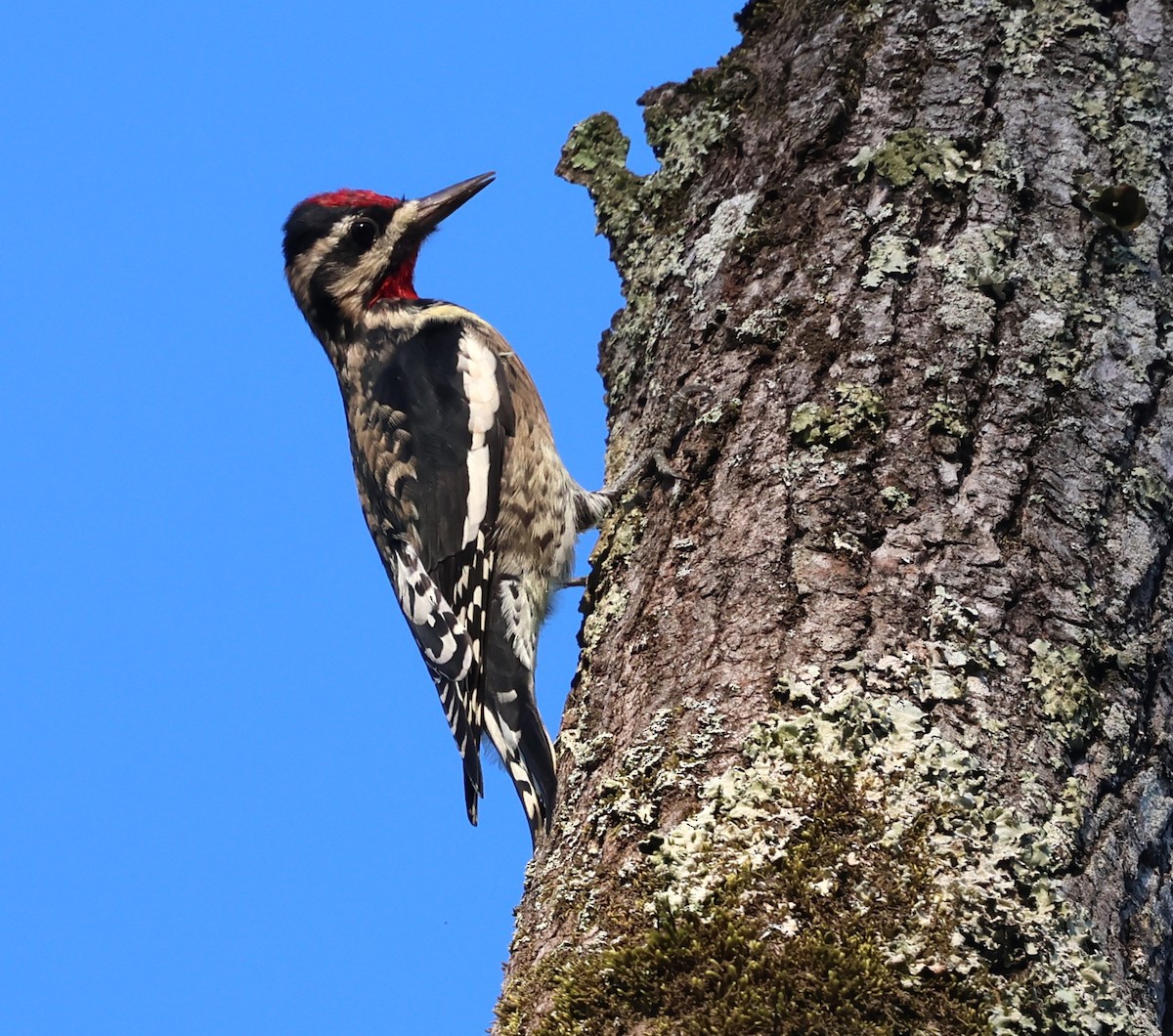 Yellow-bellied Sapsucker - ML642712600