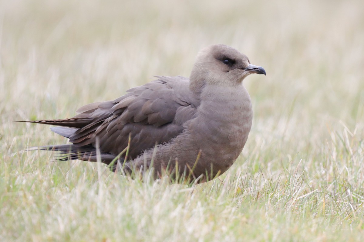 Parasitic Jaeger - ML642712602