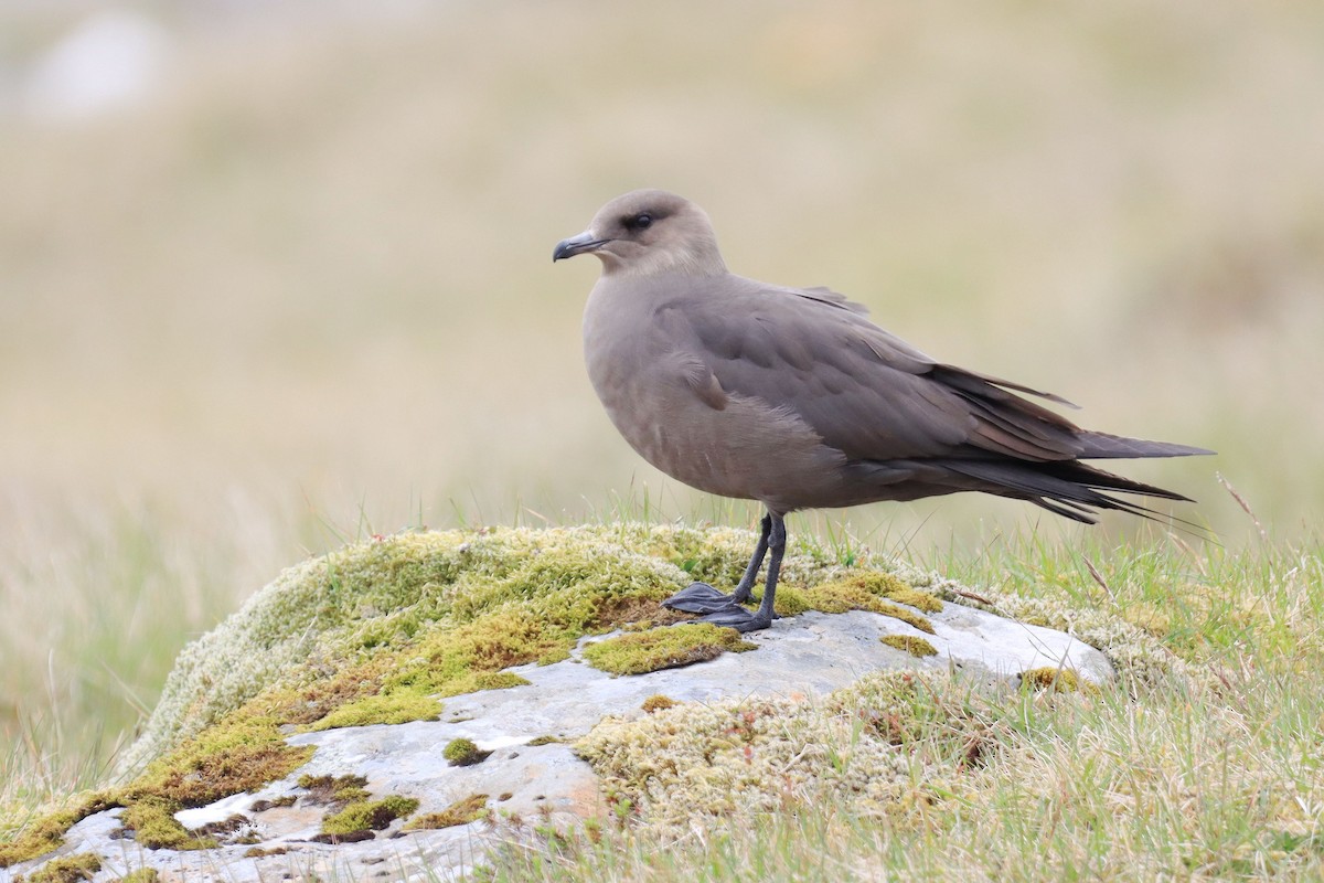 Parasitic Jaeger - ML642712603
