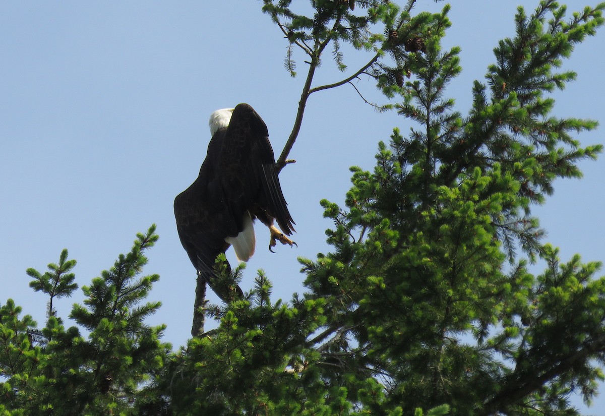 Bald Eagle - ML642712607