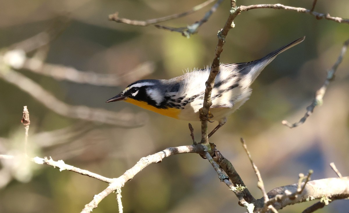 Yellow-throated Warbler - ML642712608