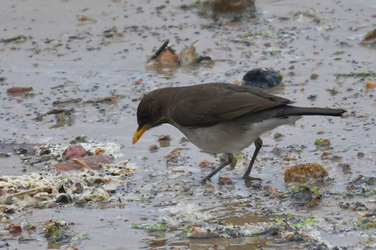 Creamy-bellied Thrush - ML642712609