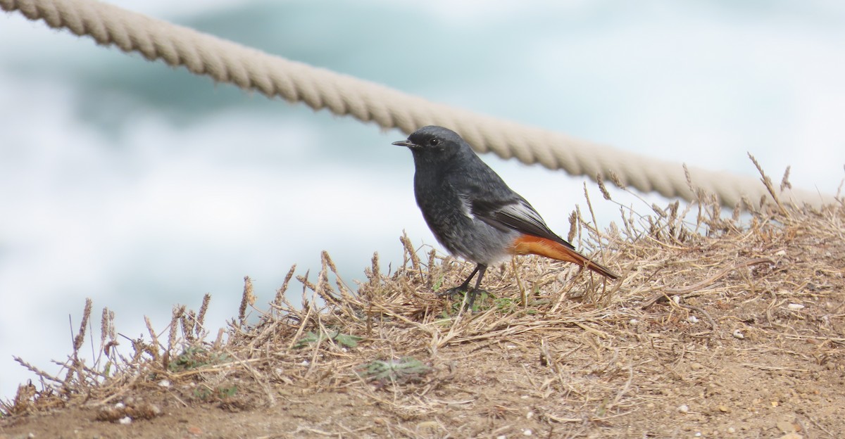 Black Redstart - ML642712610