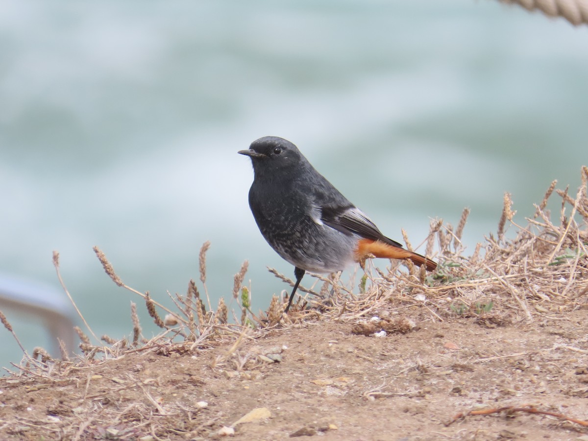 Black Redstart - ML642712611