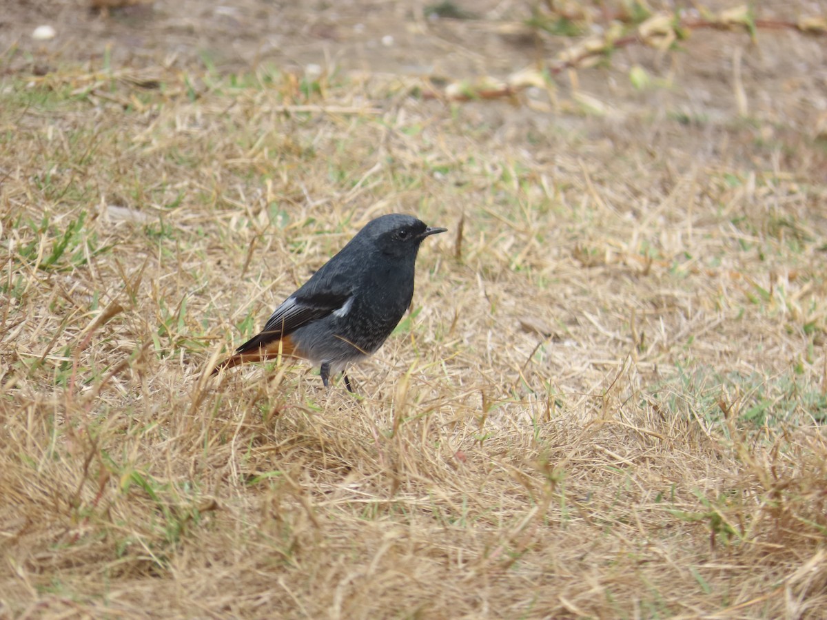 Black Redstart - ML642712612