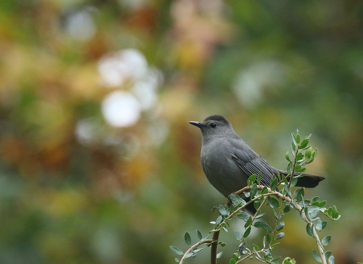 Gray Catbird - ML642712613