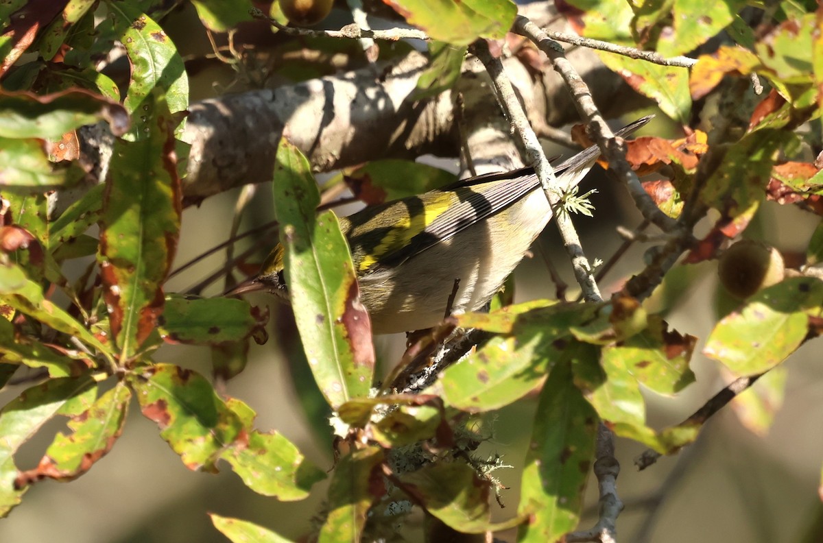 Golden-winged Warbler - ML642712618
