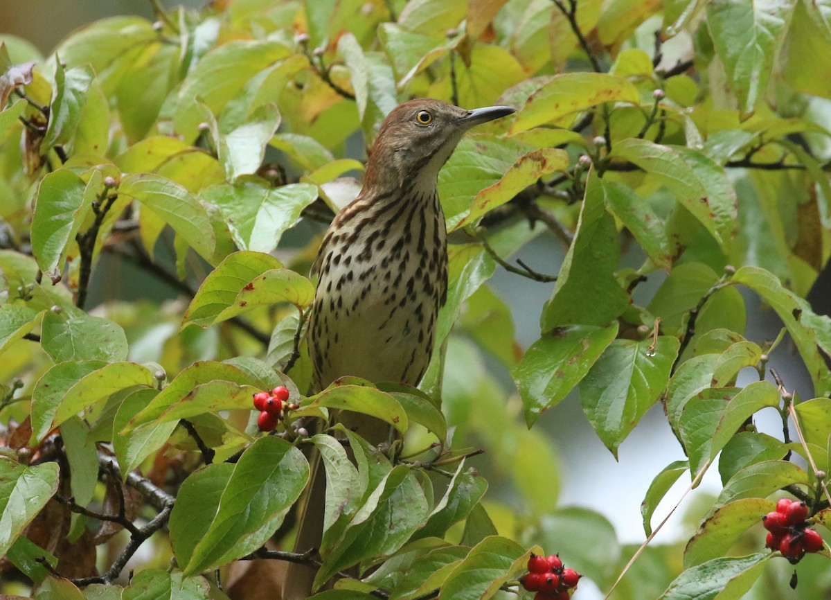 Brown Thrasher - ML642712619