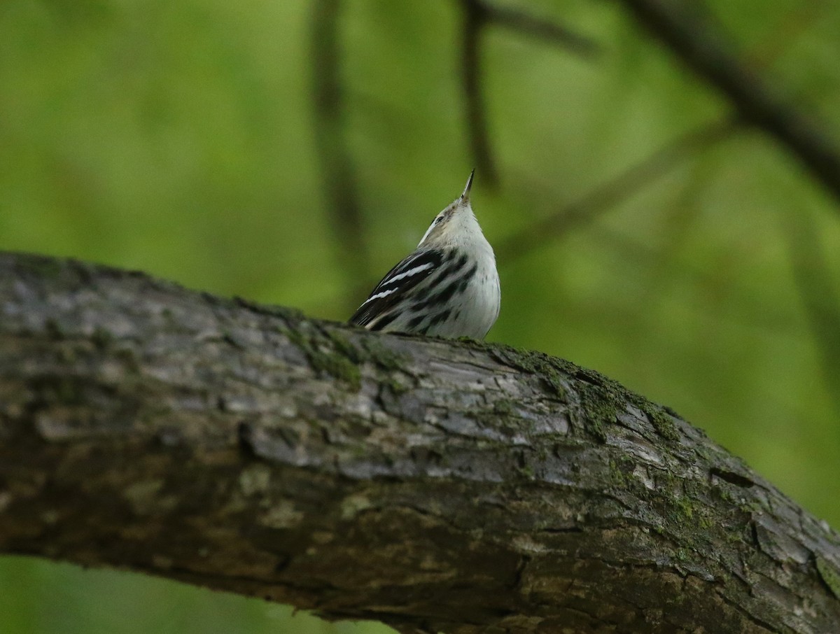 Black-and-white Warbler - ML642712621