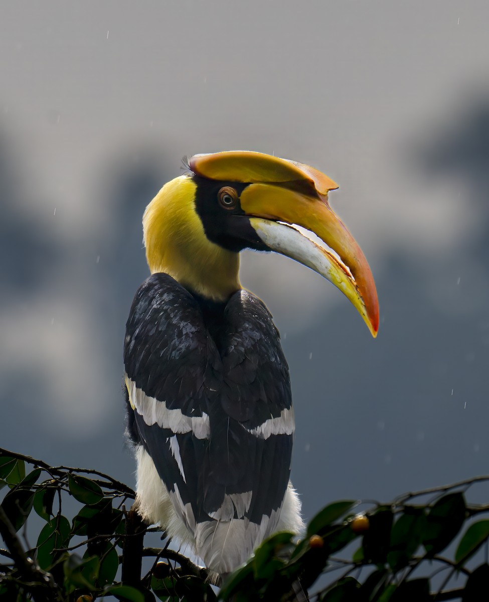 dvojzoborožec žlutozobý - ML642712630