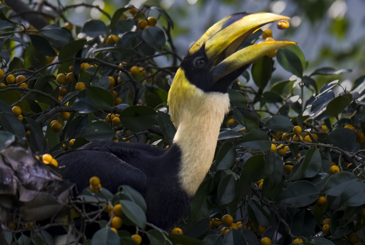 dvojzoborožec žlutozobý - ML642712631