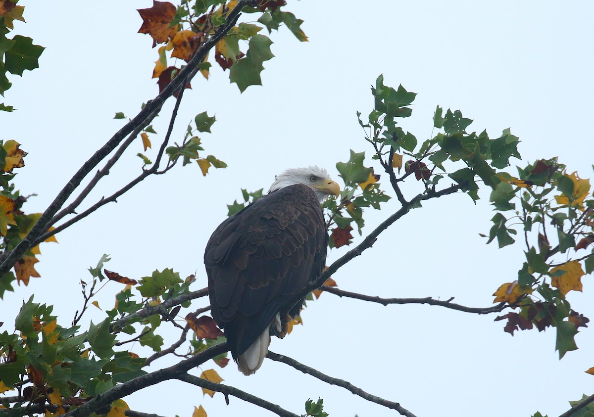 Bald Eagle - ML642712634