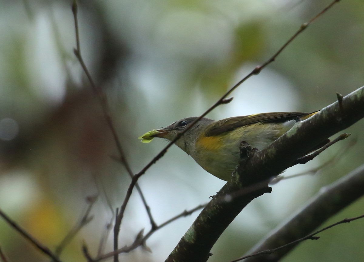 American Redstart - ML642712642