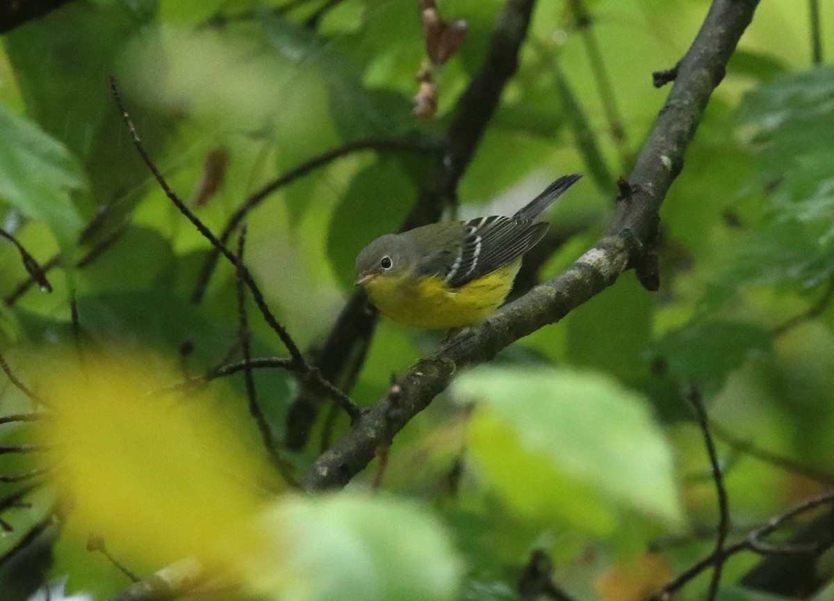 Magnolia Warbler - ML642712647