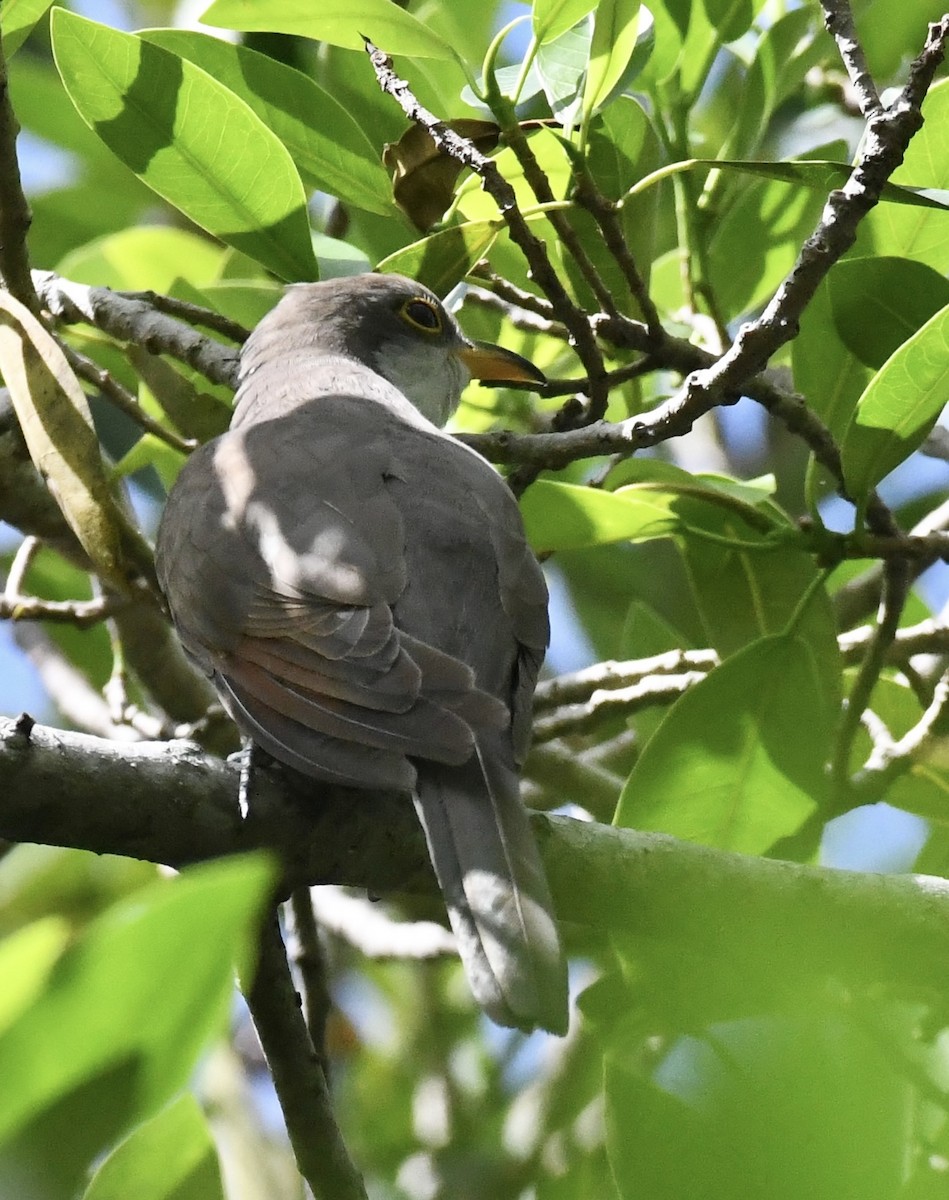 gulnebbgjøk - ML642712674