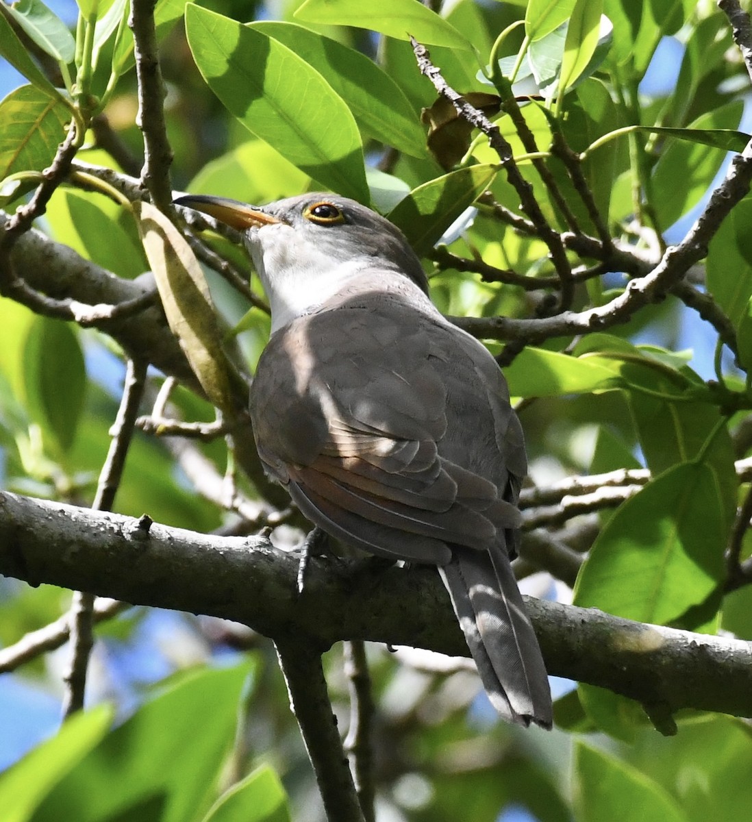 gulnebbgjøk - ML642712675