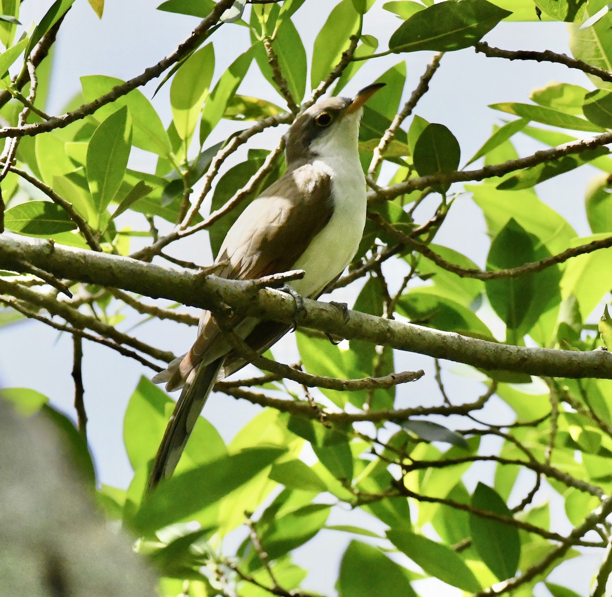 gulnebbgjøk - ML642712676