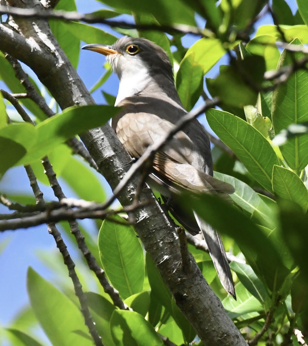 gulnebbgjøk - ML642712677