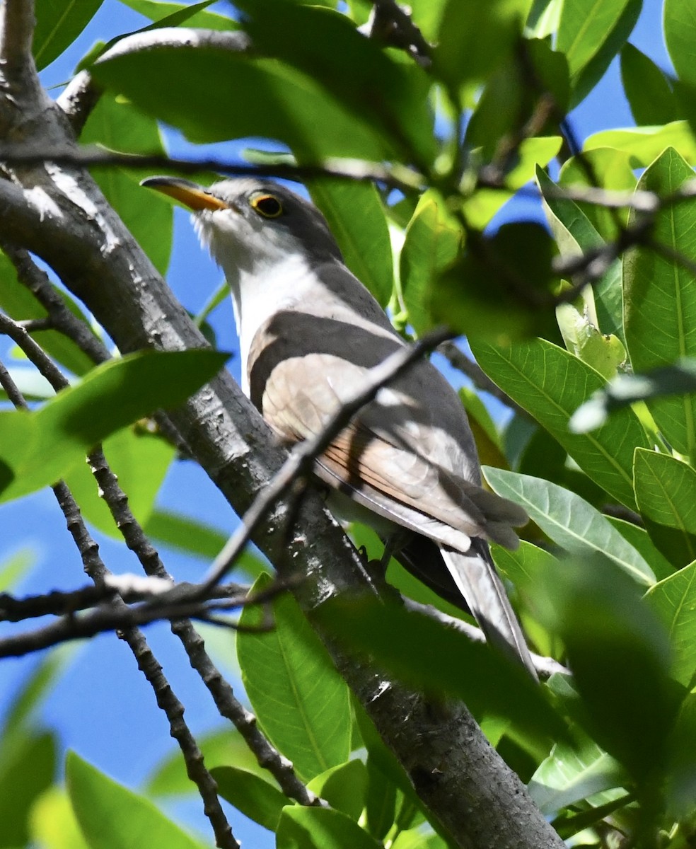 gulnebbgjøk - ML642712678