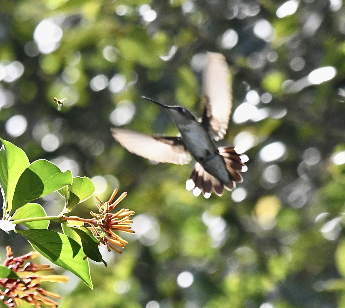 rubinstrupekolibri - ML642712683