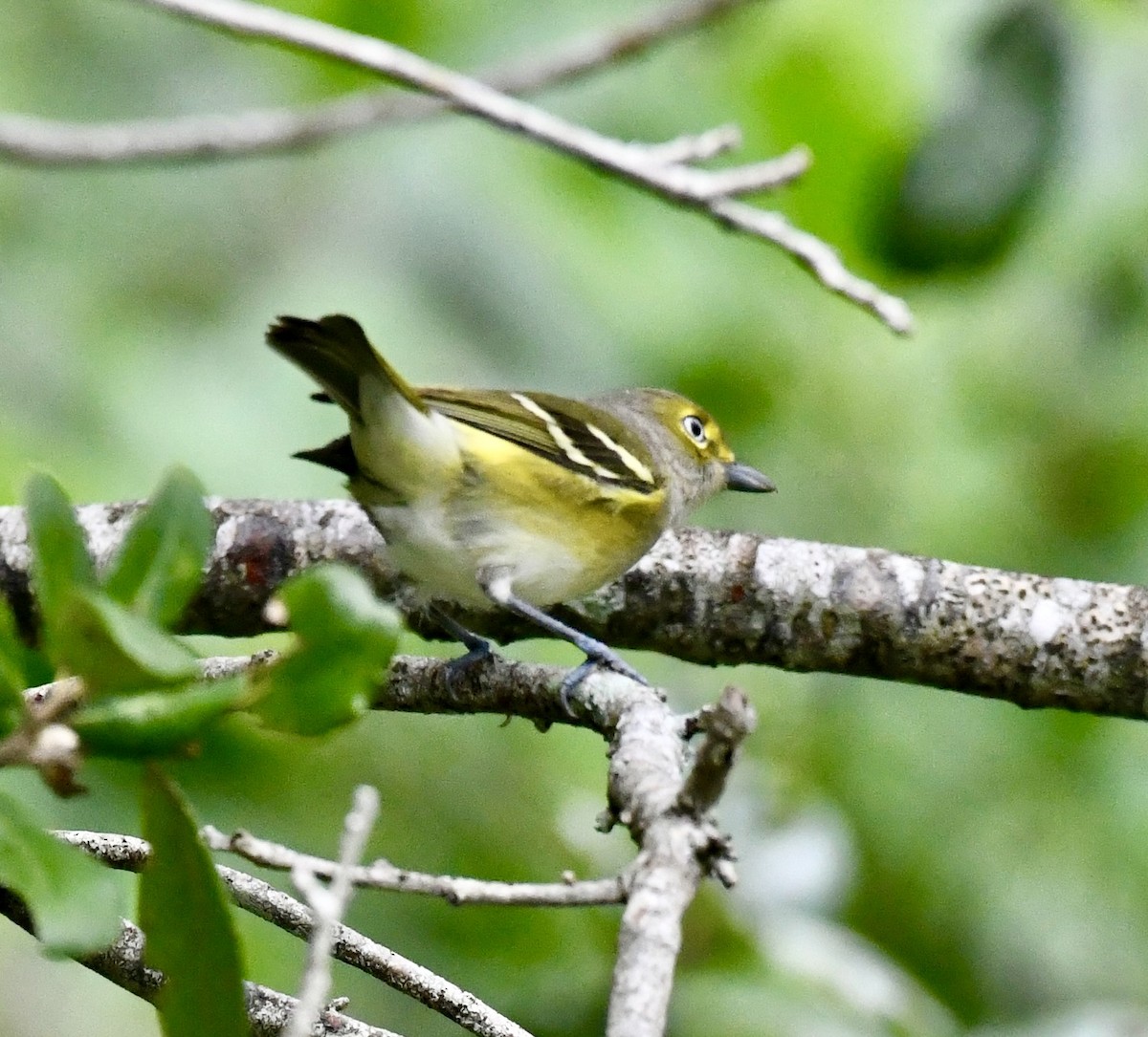 hvitøyevireo - ML642712718