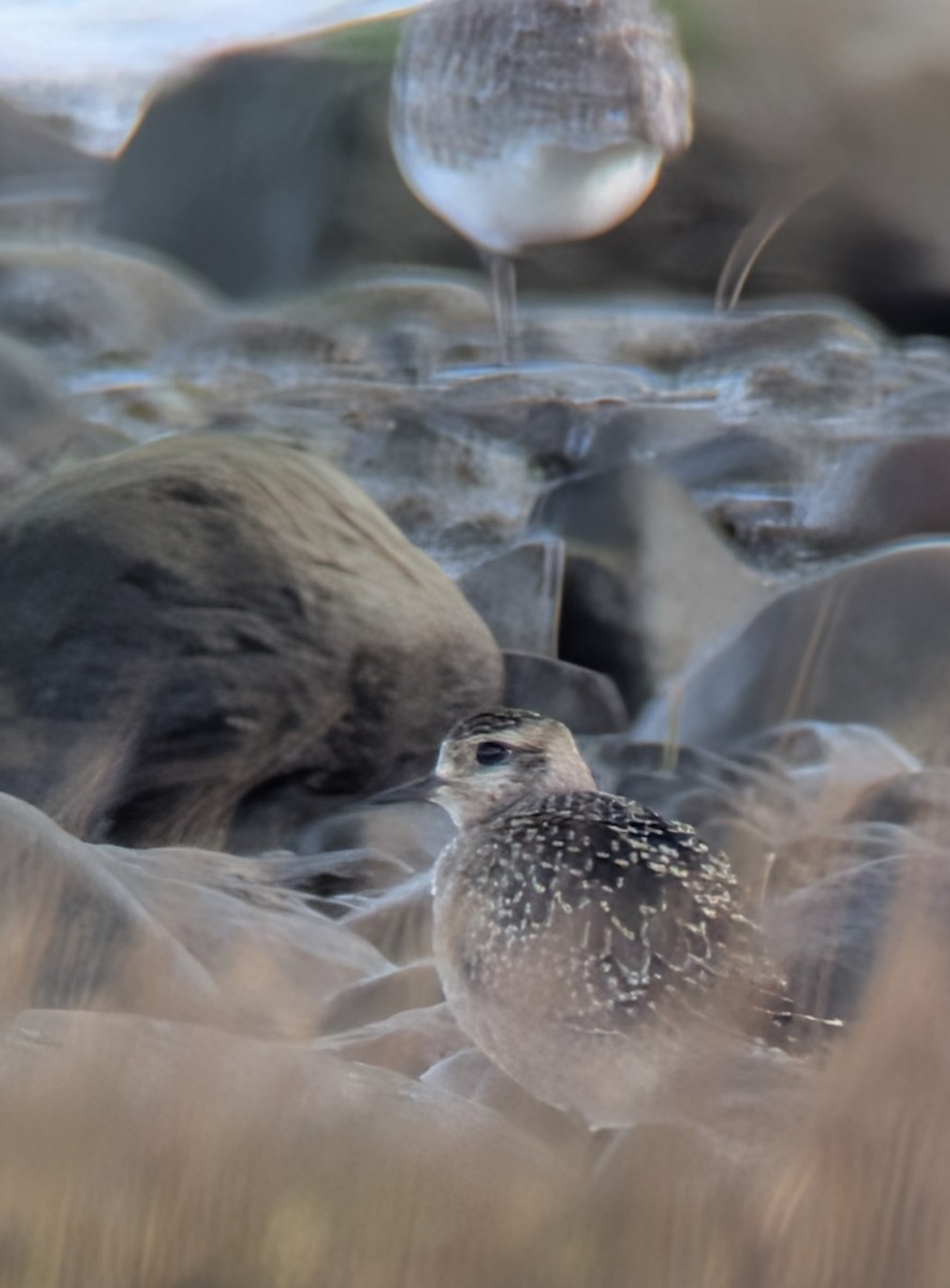 Pacific Golden-Plover - ML642712721