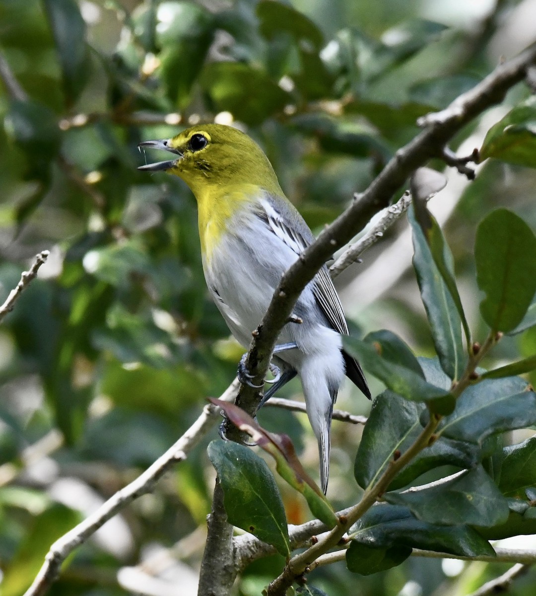 Yellow-throated Vireo - ML642712724