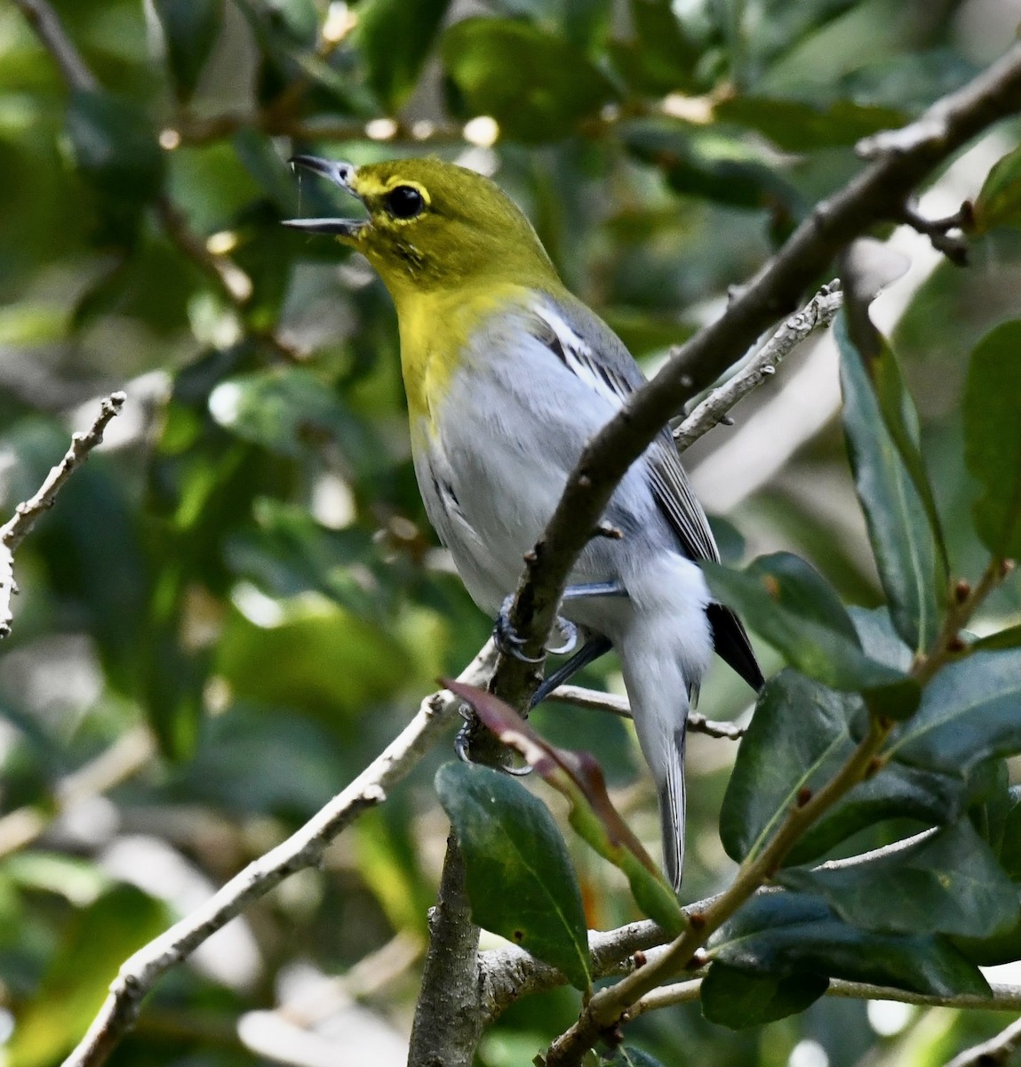 Yellow-throated Vireo - ML642712725