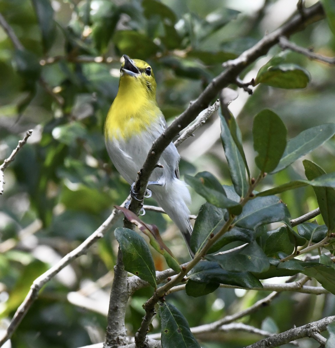 Yellow-throated Vireo - ML642712726