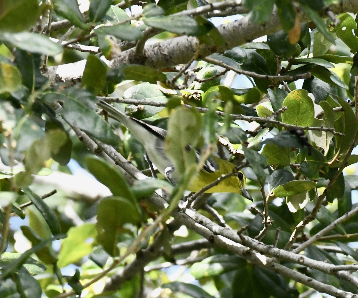 Yellow-throated Vireo - ML642712727