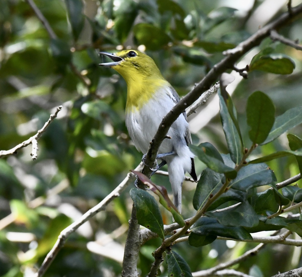 Yellow-throated Vireo - ML642712729