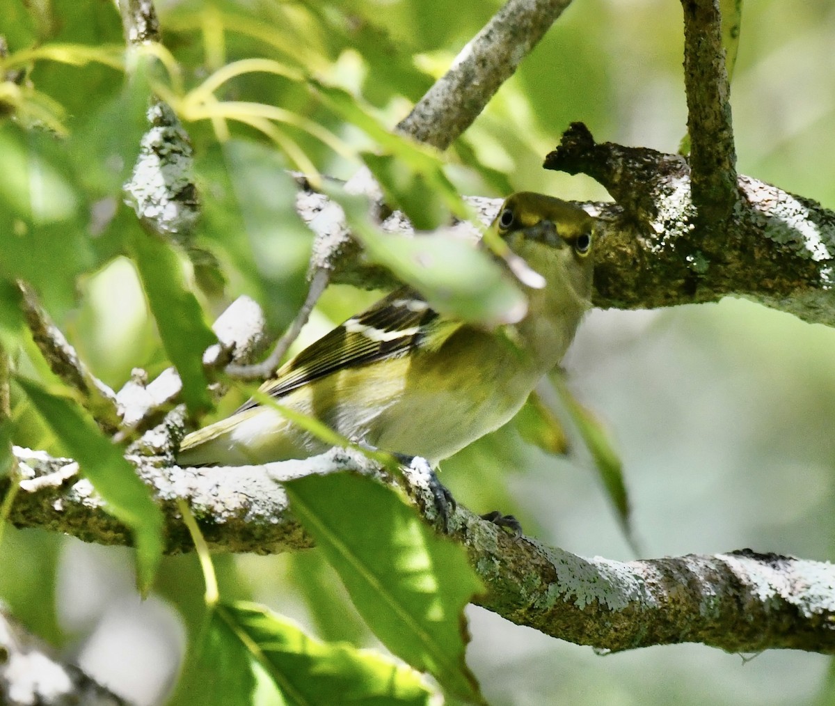 Yellow-throated Vireo - ML642712730