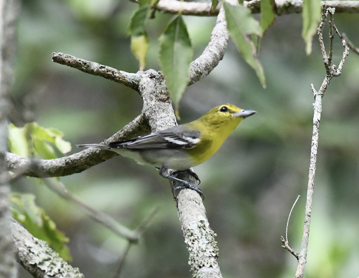Yellow-throated Vireo - ML642712731
