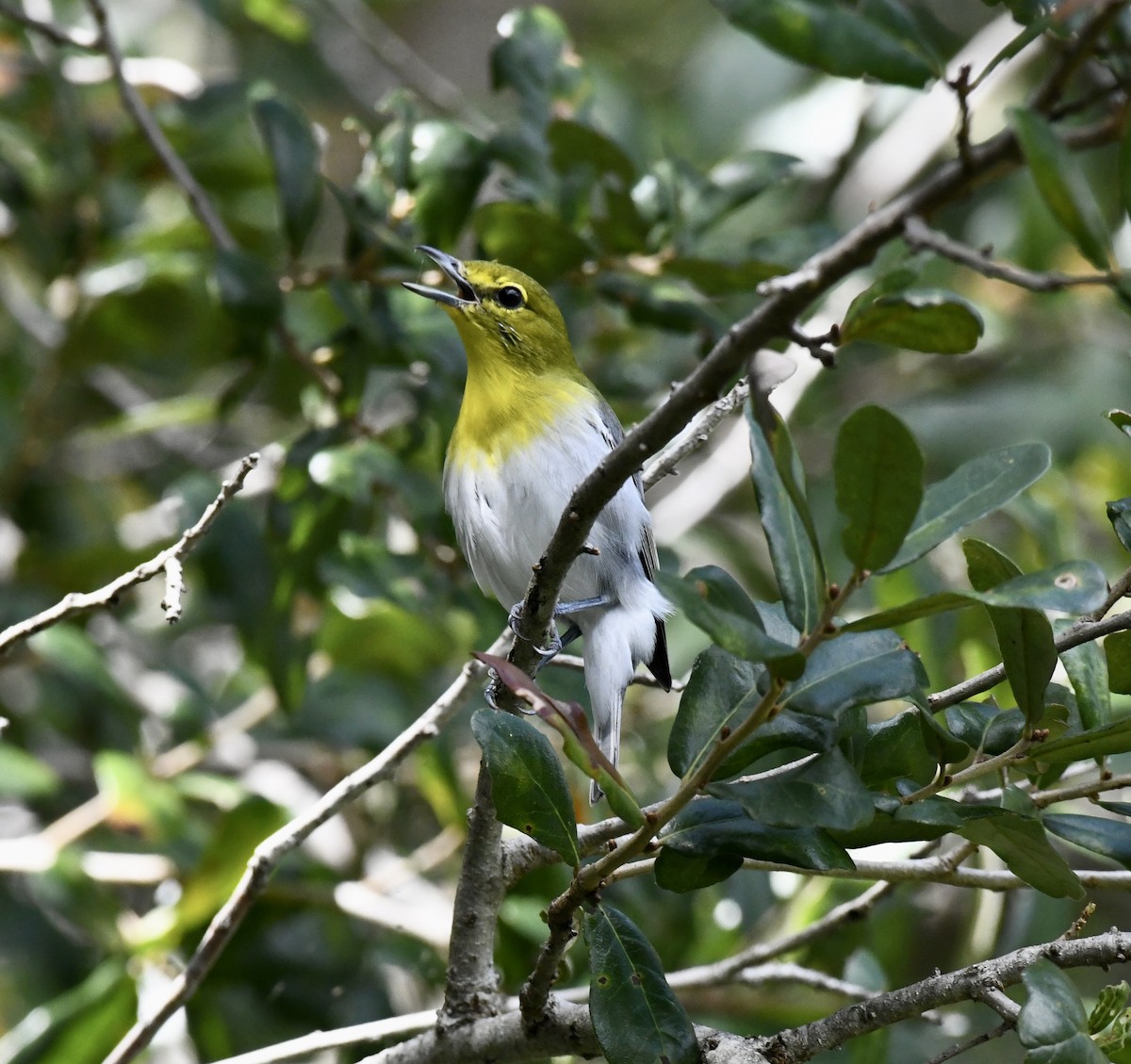 Yellow-throated Vireo - ML642712732