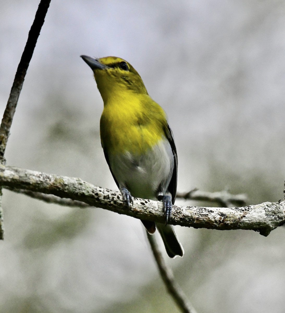 Yellow-throated Vireo - ML642712734