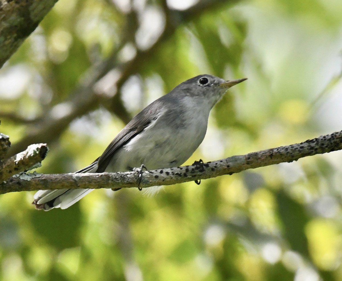 Blue-gray Gnatcatcher - ML642712736