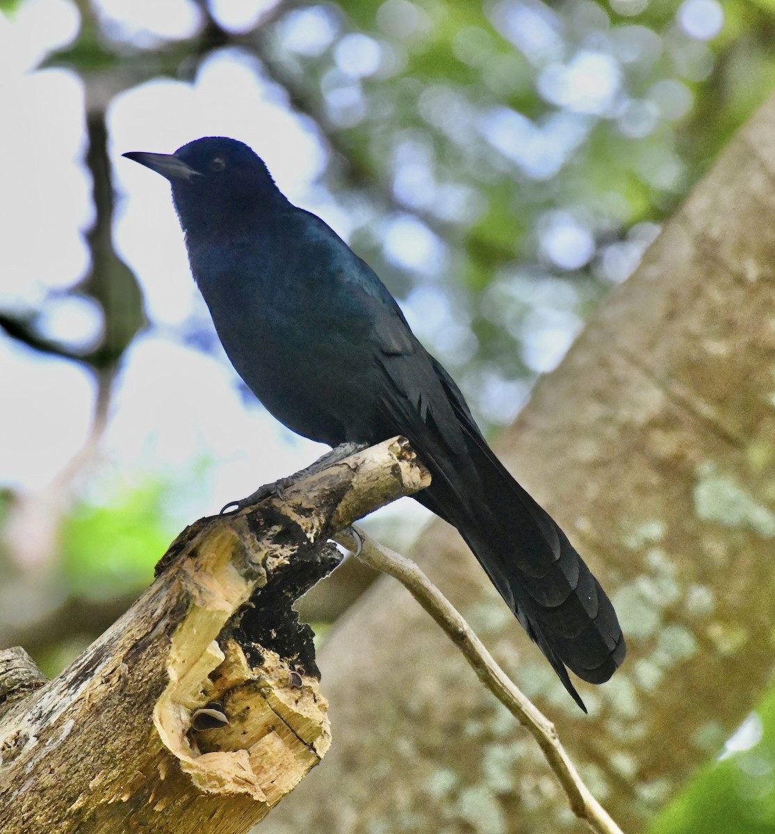 Boat-tailed Grackle - ML642712745