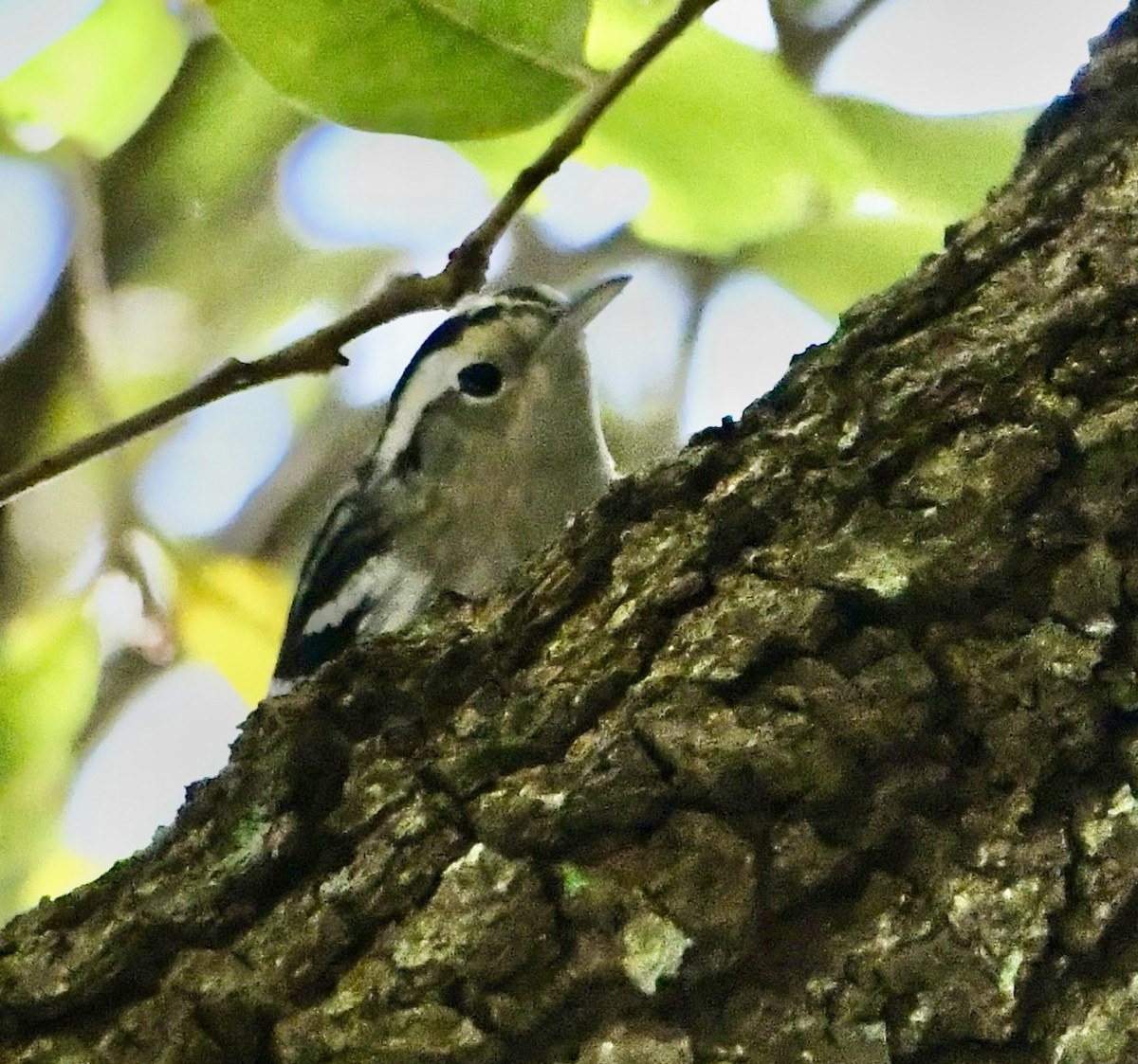 Black-and-white Warbler - ML642712747