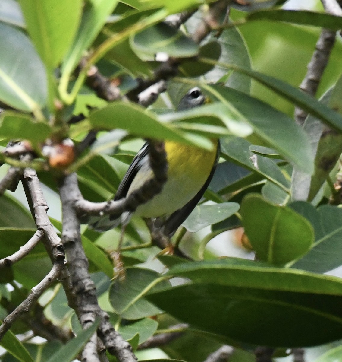 Northern Parula - ML642712754