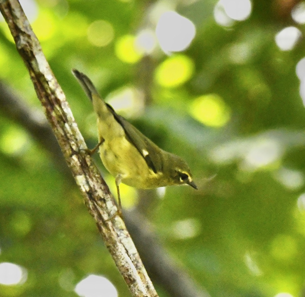 Black-throated Blue Warbler - ML642712764