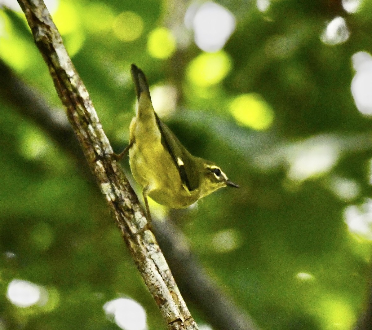 Black-throated Blue Warbler - ML642712765