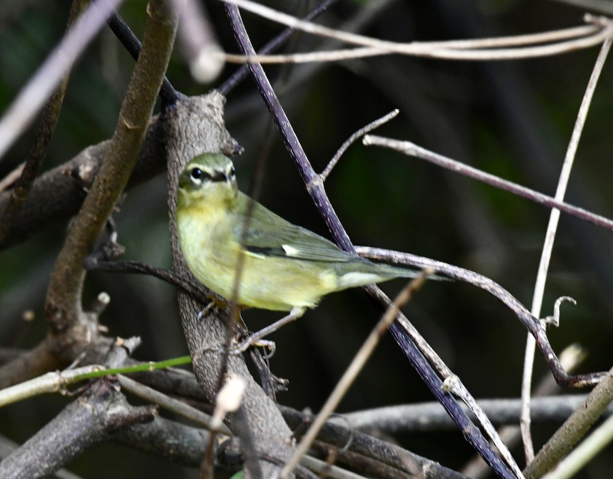 Black-throated Blue Warbler - ML642712767