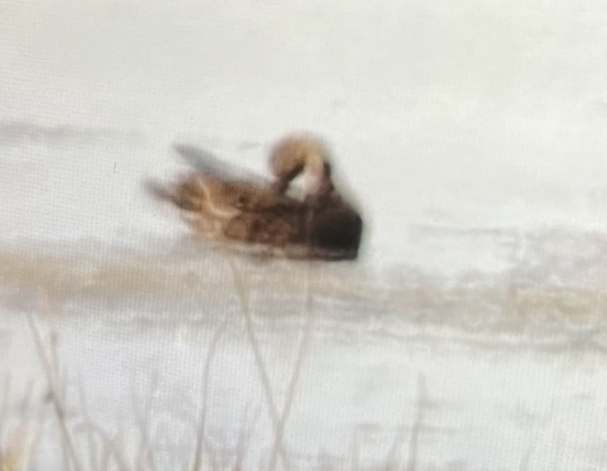 anatidé sp. (canard sp.) - ML642712768