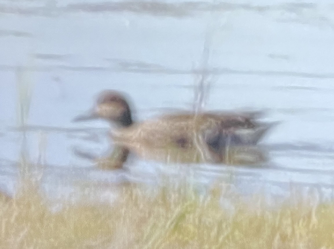 anatidé sp. (canard sp.) - ML642712769