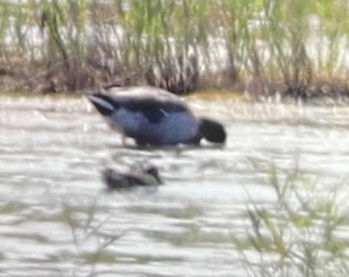 anatidé sp. (canard sp.) - ML642712770