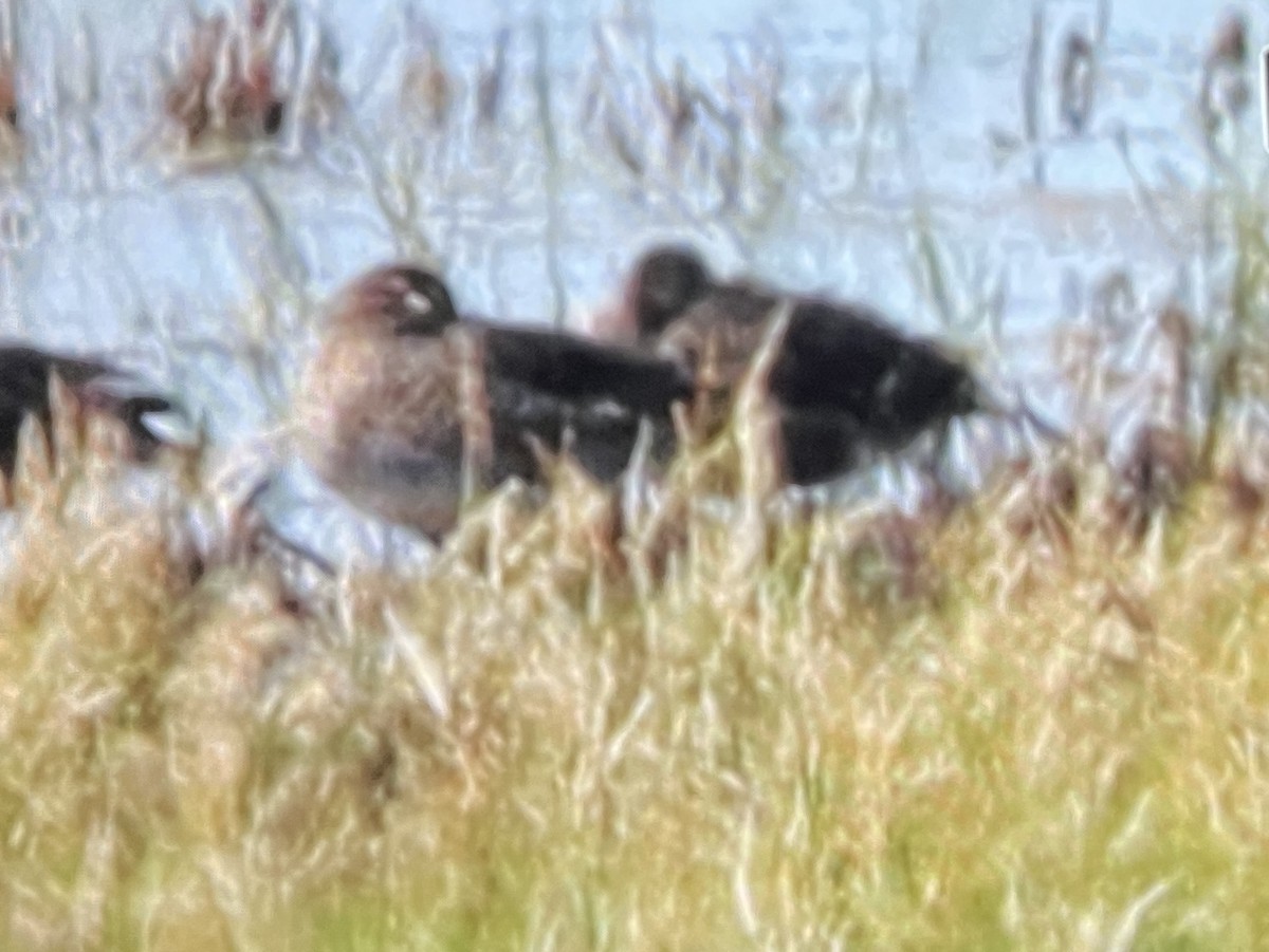 anatidé sp. (canard sp.) - ML642712772