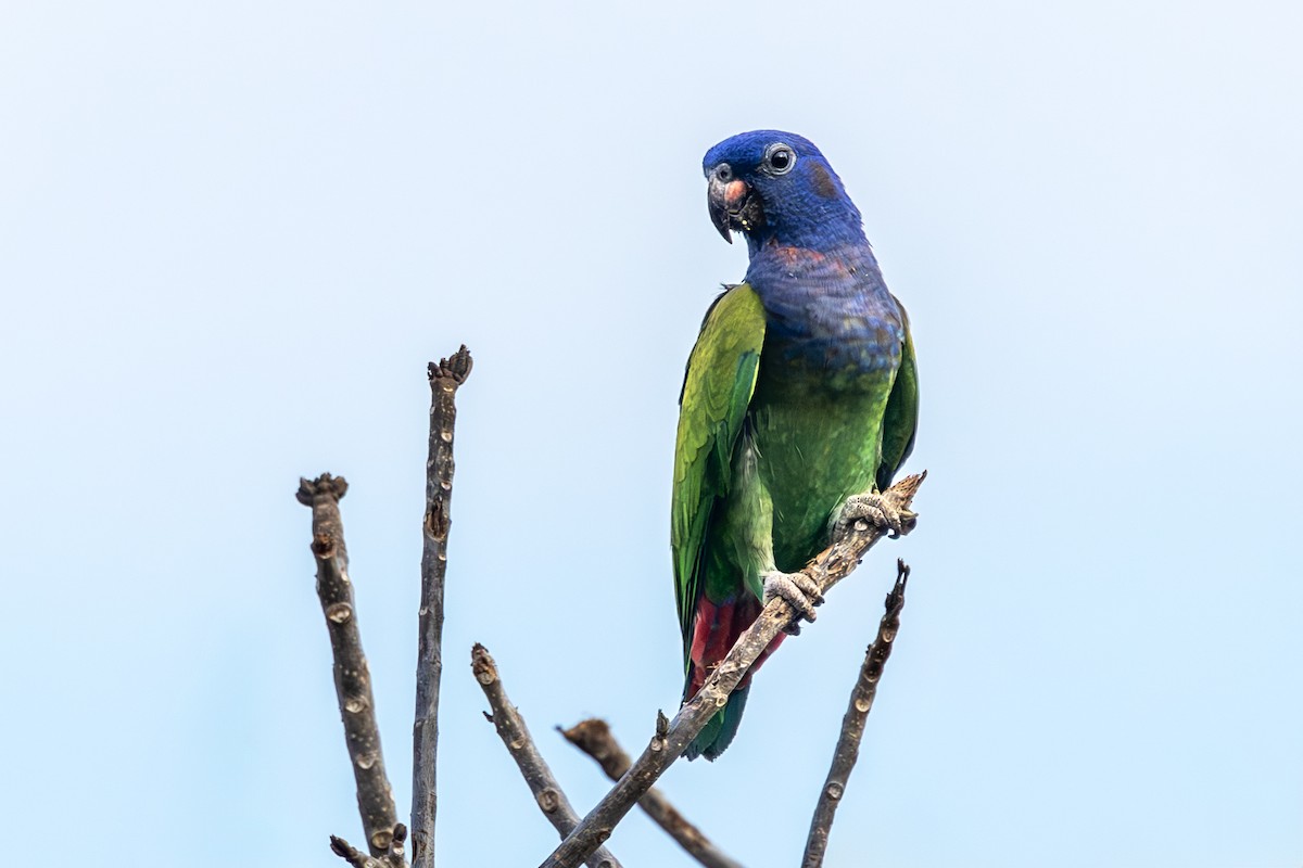 アケボノインコ - ML642712773